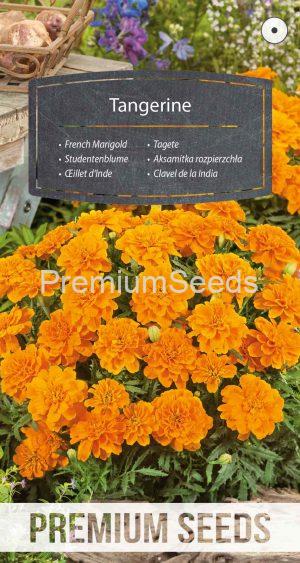 Dwarf French Marigold Tangerine - seeds