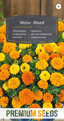 Studentenblume Mona - Mischung - Samen