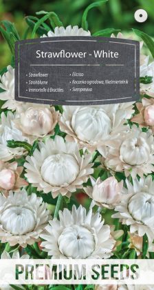 Siempreviva - Blanca - semillas