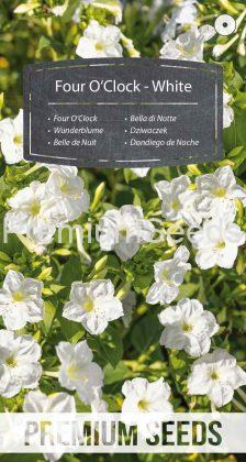 Wunderblume - Weiße - Samen
