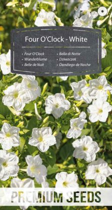 Wunderblume - Weiße - Samen