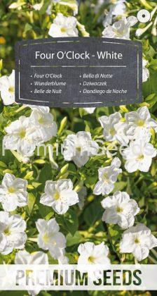 Dondiego de Noche - Blanco - semillas