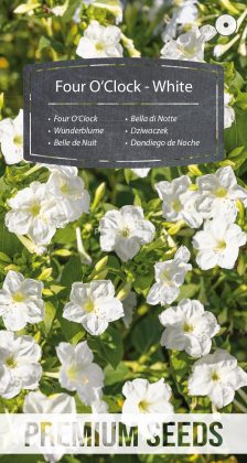 Dondiego de Noche - Blanco - semillas