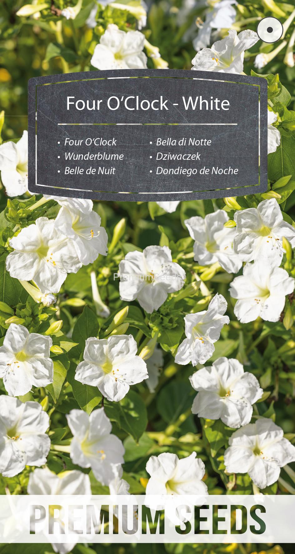 WORLD N 152 8889.indd Four O'Clock - White - seeds