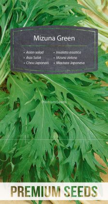 Mostaza Japonesa - Mizuna verde - semillas