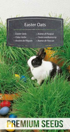 Oster Hafer - Samen