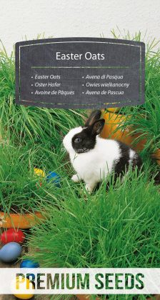 Easter Oats - seeds
