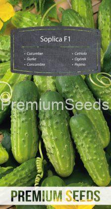 Cucumber Soplica F1 - seeds
