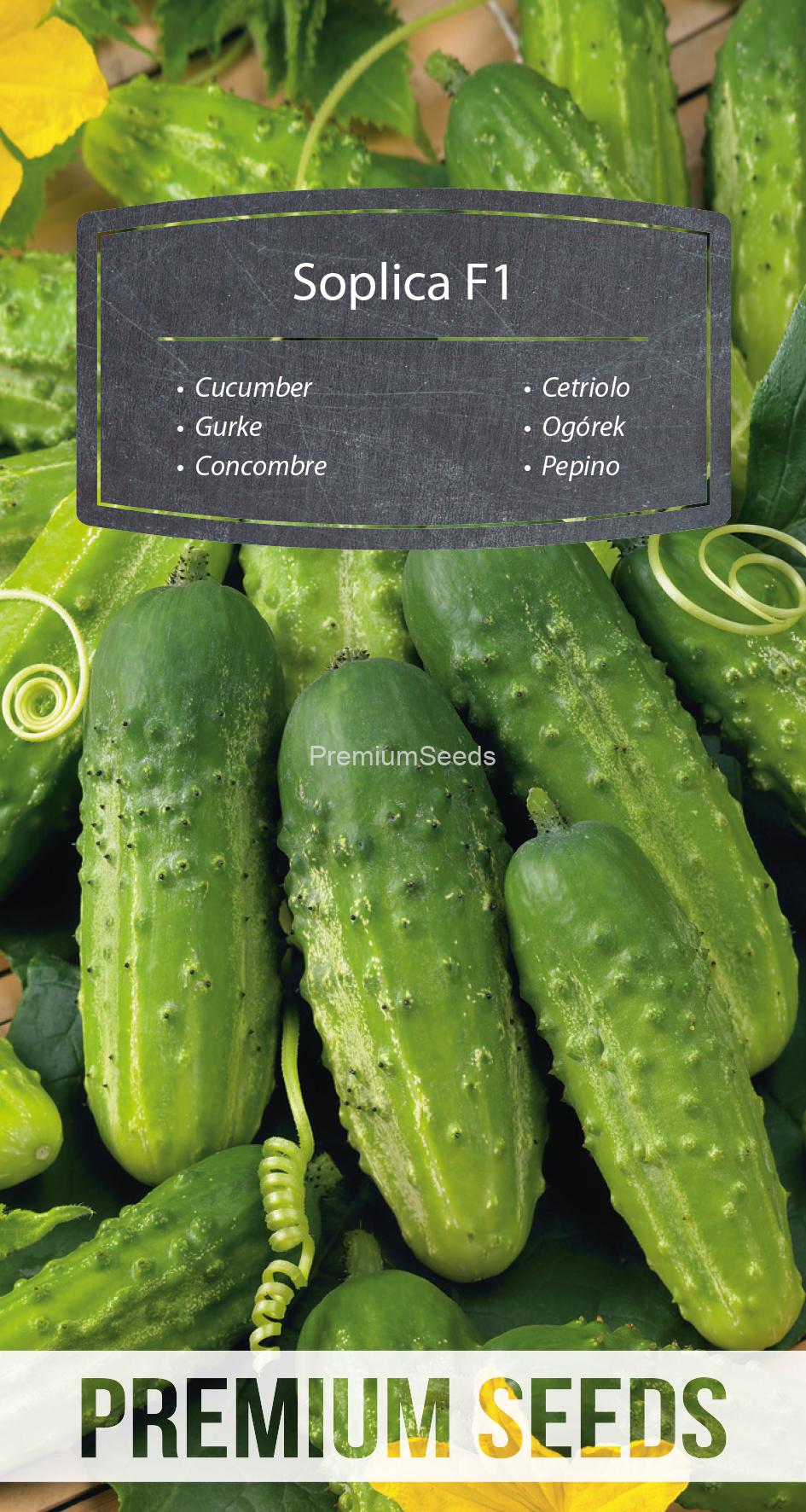 WORLD N 170 3826.indd Cucumber Soplica F1 - seeds