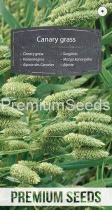 Canary grass - seeds