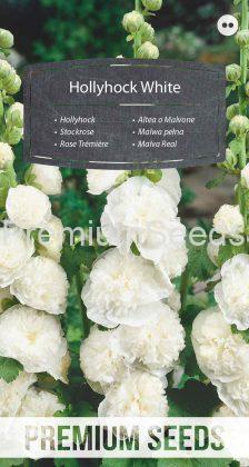 Rose Trémière - Blanc - semences