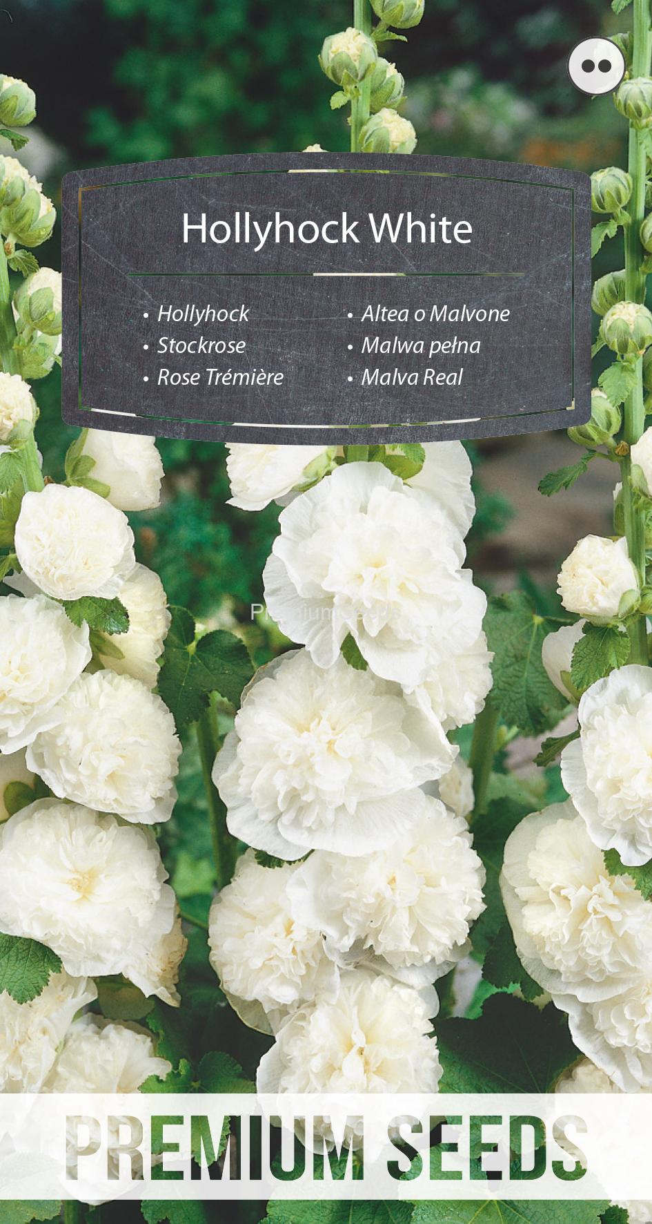 WORLD N 50 06 29.indd Hollyhock - White - seeds