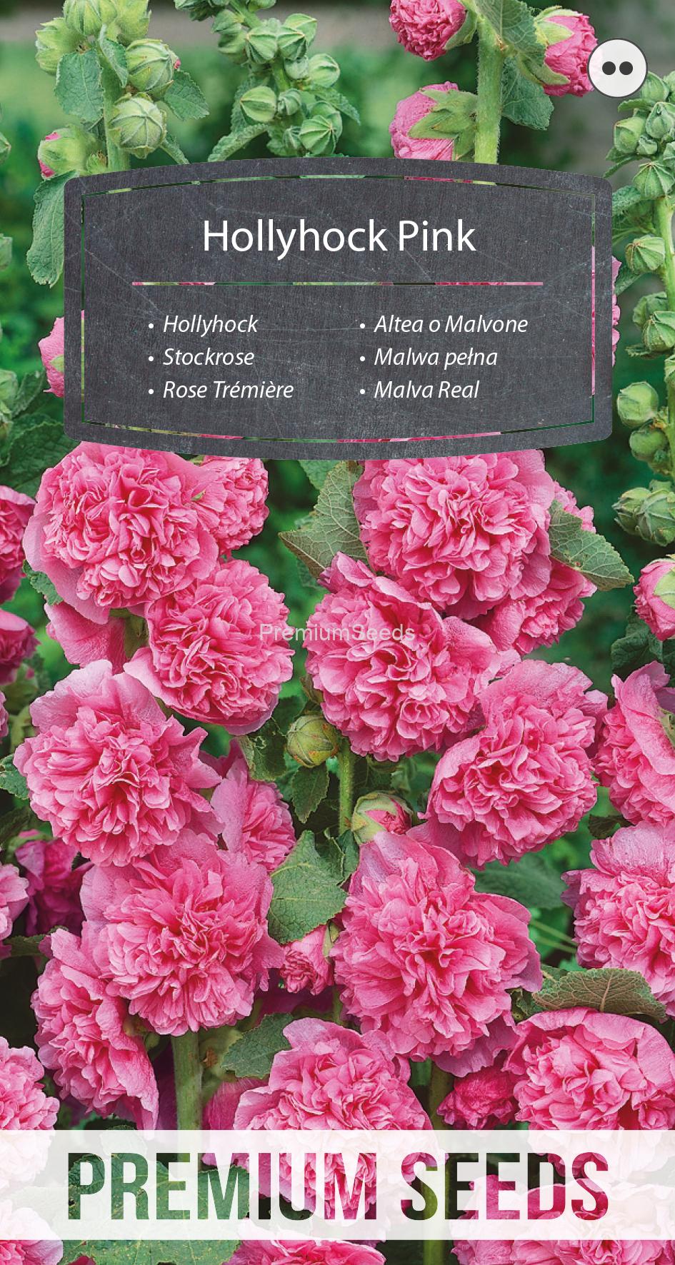 WORLD N 50 06 30.indd Hollyhock - Pink - seeds