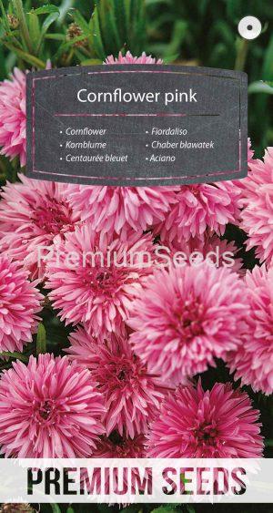 Cornflower pink - seeds