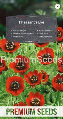 Pheasant's Eye - seeds