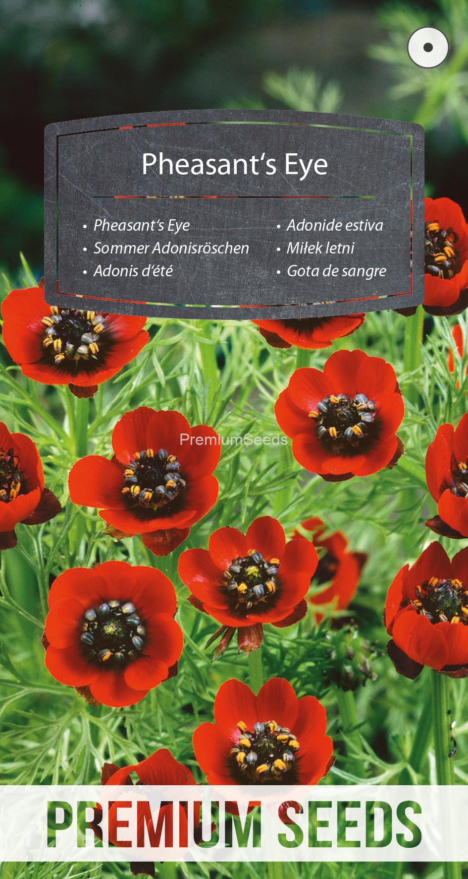 WORLD N 90 00 50.indd Pheasant's Eye - seeds