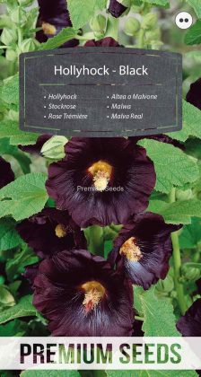 Rose Trémière - Noire - semences