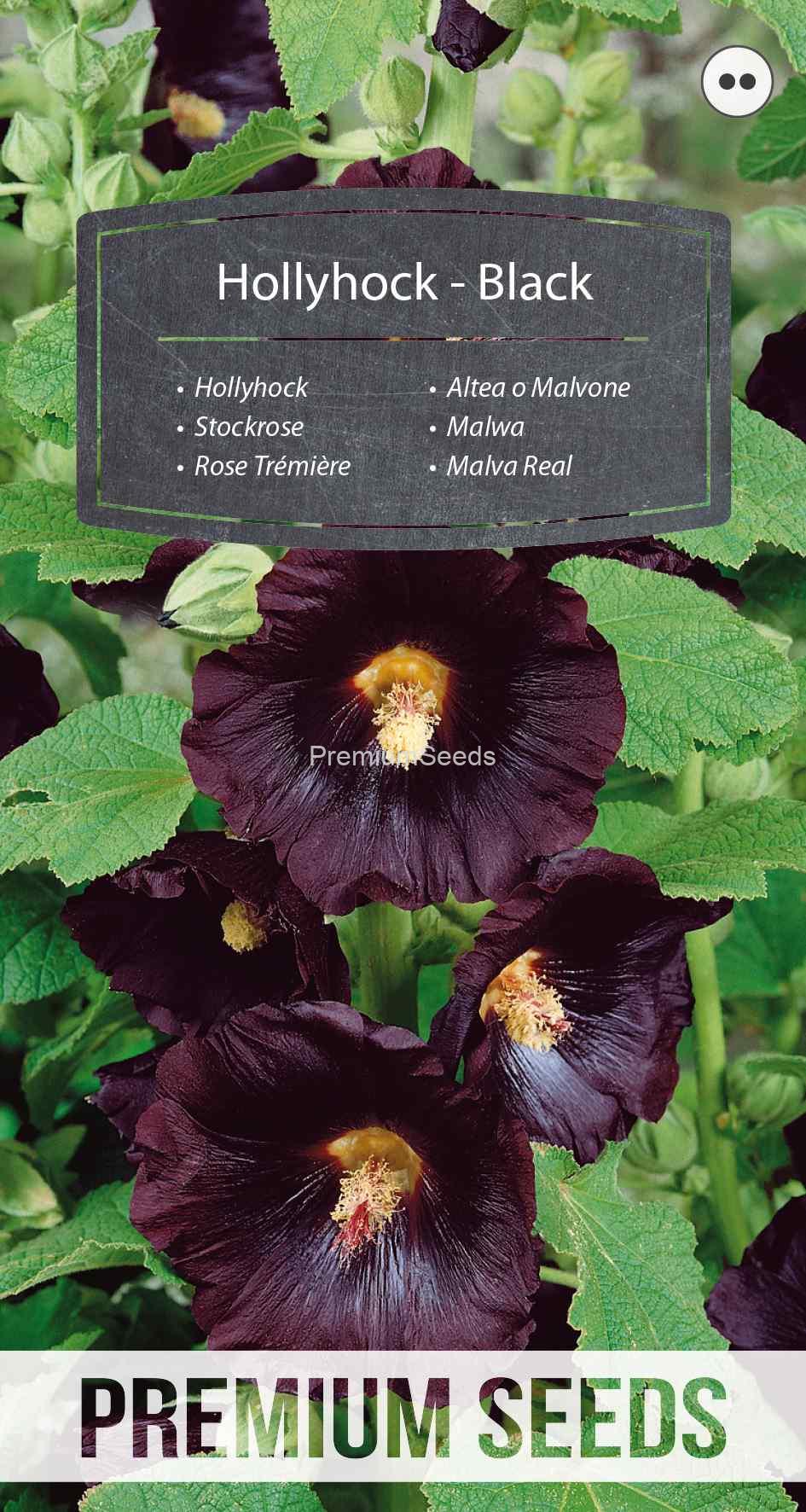 WORLD N 90 12 01_VS Rose Trémière - Noire - semences