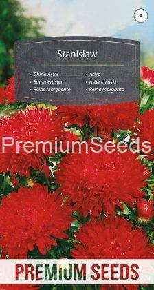 China Aster - Peony Flowered - Stanisław - seeds