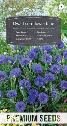 Zwerg Kornblume Blau - Samen