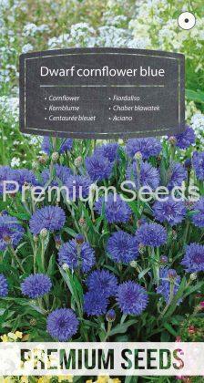 Dwarf cornflower blue - seeds