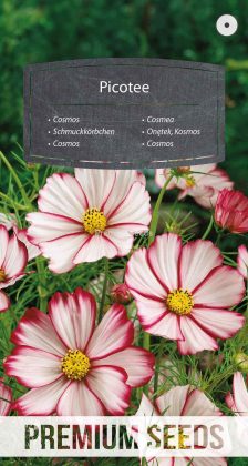 Cosmos Picotee - semillas