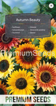 Sunflower Autumn Beauty - seeds