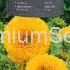 Girasole Doppio Alto - semi