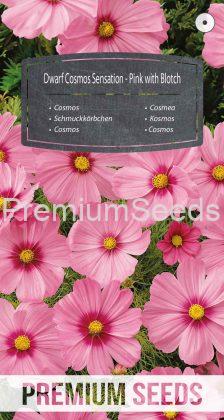 Schmuckkörbchen Sensation Zwerg - Rosa mit Fleck - Samen