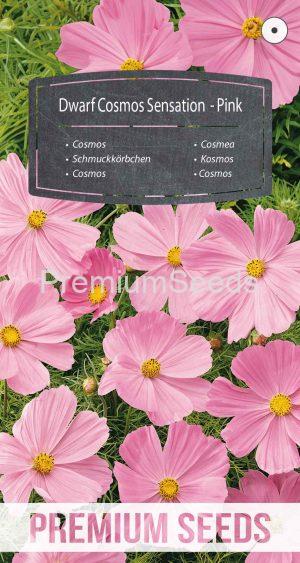 Cosmos Sensation Nain - Rose - semences