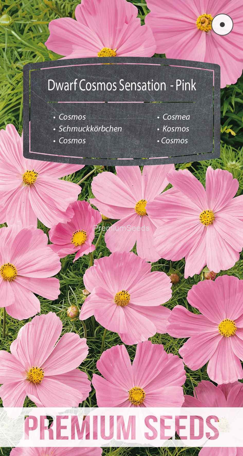 WORLD N G 450 0325_VS Cosmos Sensation Nain - Rose - semences