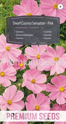 Cosmos Sensation Enano Rosa - semillas