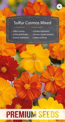 Cosmos Sulphureus - Mélange - semences
