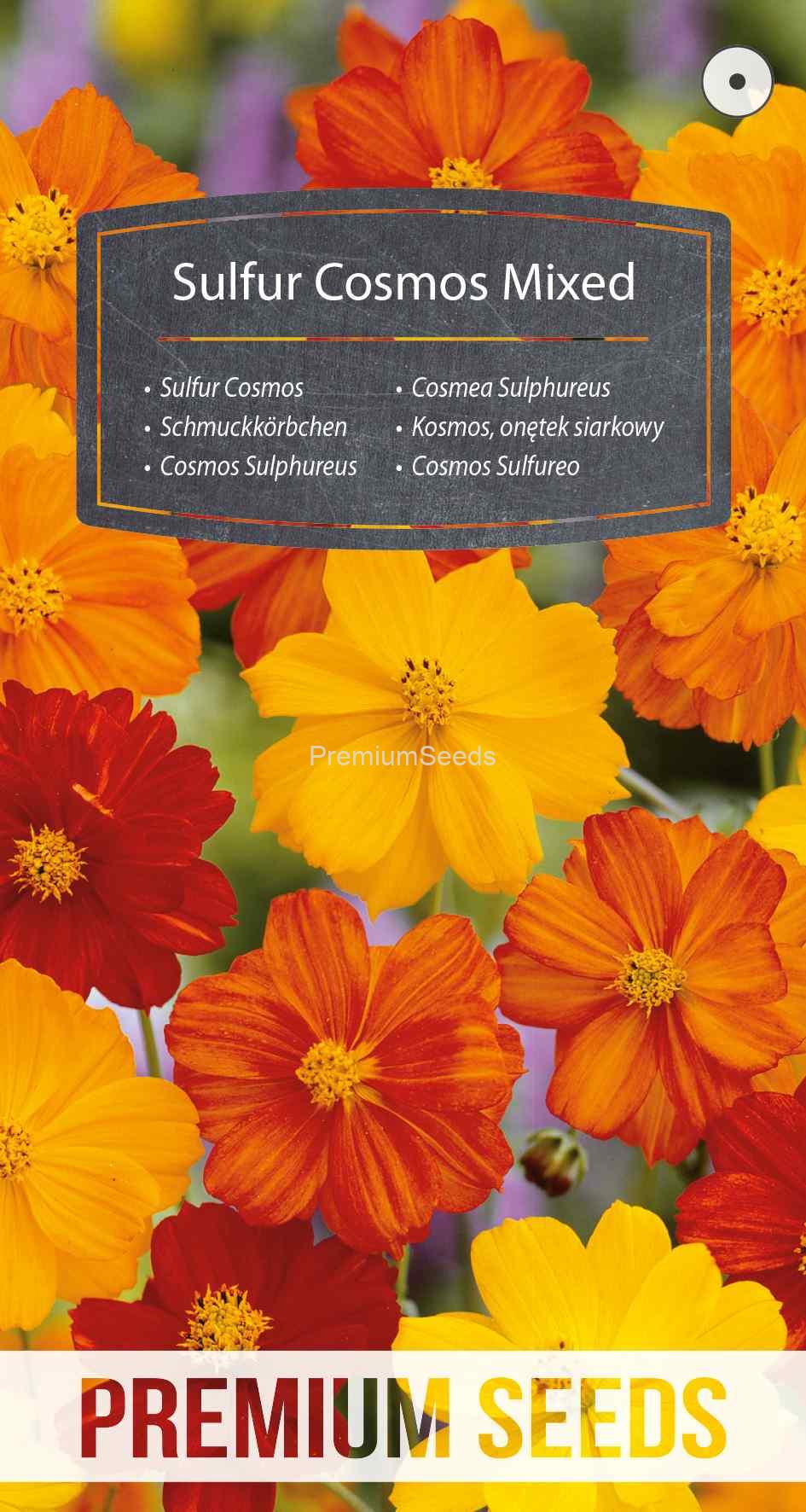 WORLD N G 450 0327_VS Cosmos Sulphureus - Mélange - semences