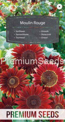 Sunflower Moulin Rouge - seeds