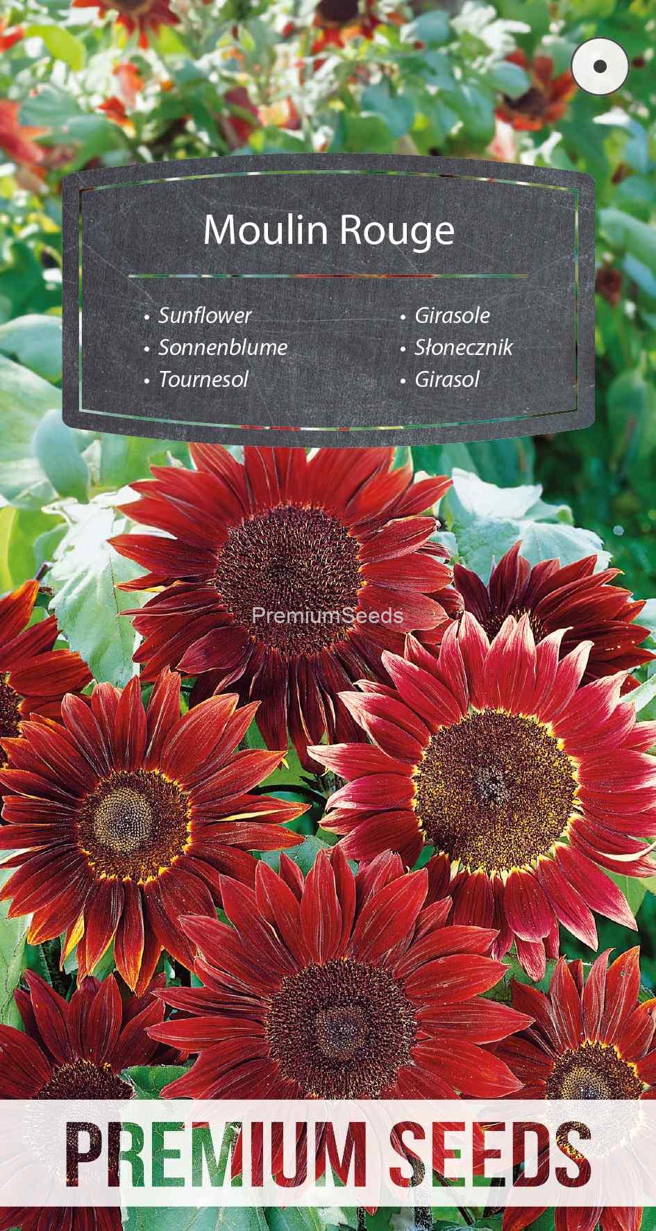 WORLD N G 450 0980_VS Sunflower Moulin Rouge - seeds