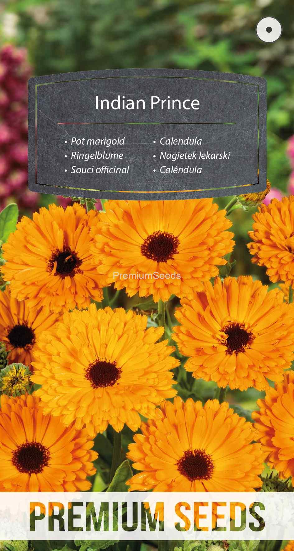WORLD N G 450 1872_VS Pot marigold Indian Prince - seeds