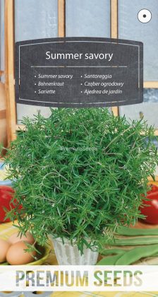 Cząber ogrodowy – nasiona