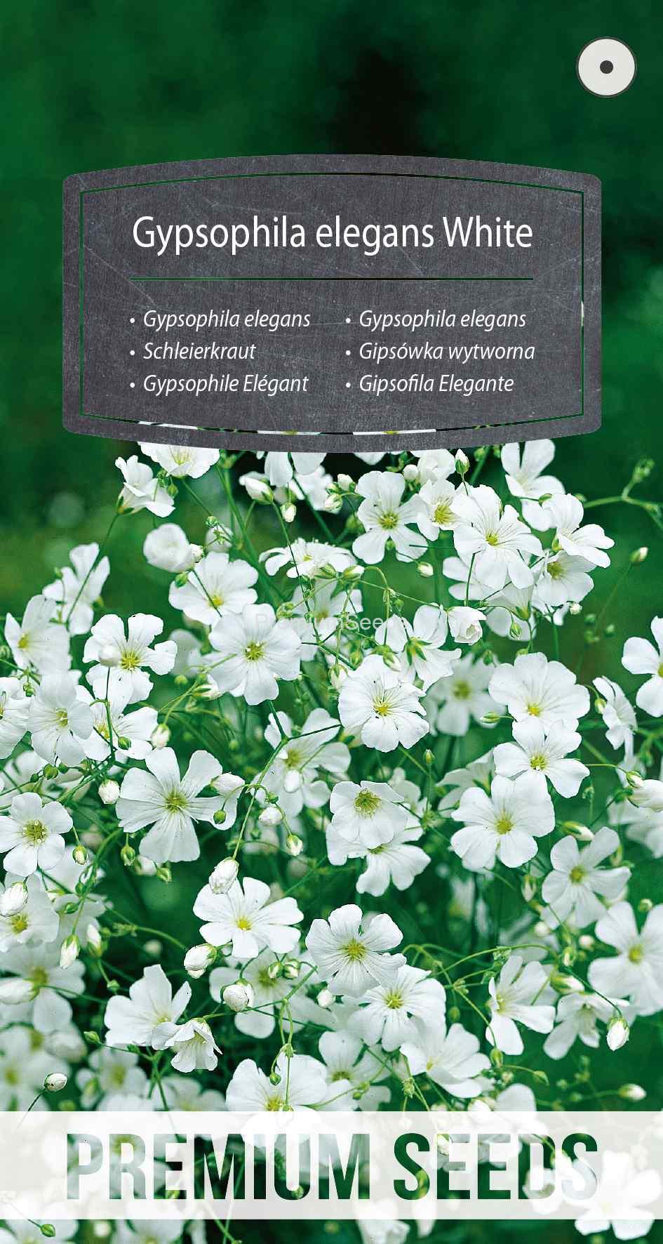 WORLD 13003839PA_VS Gipsówka wytworna biała - nasiona