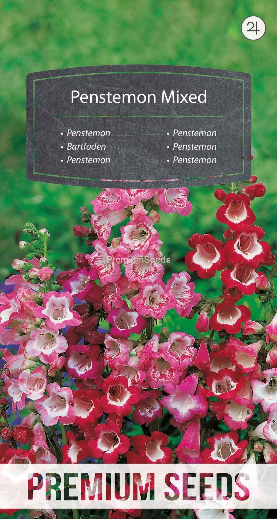 WORLD 13014294FM_VS Penstemon mix - nasiona