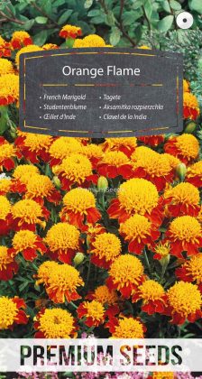 Aksamitka rozpierzchła niska Orange Flame - nasiona