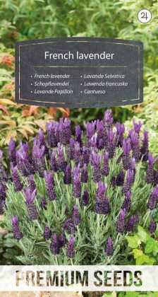 Lawenda francuska - purpurowa - nasiona