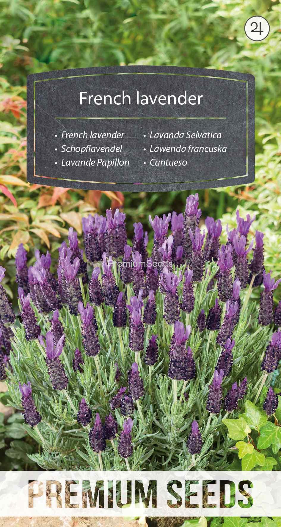 WORLD N 092 0868_VS Lawenda francuska - purpurowa - nasiona