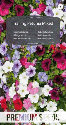Petunia zwisła mix - nasiona