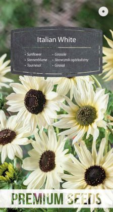 Słonecznik ogórkolistny Italian White - nasiona