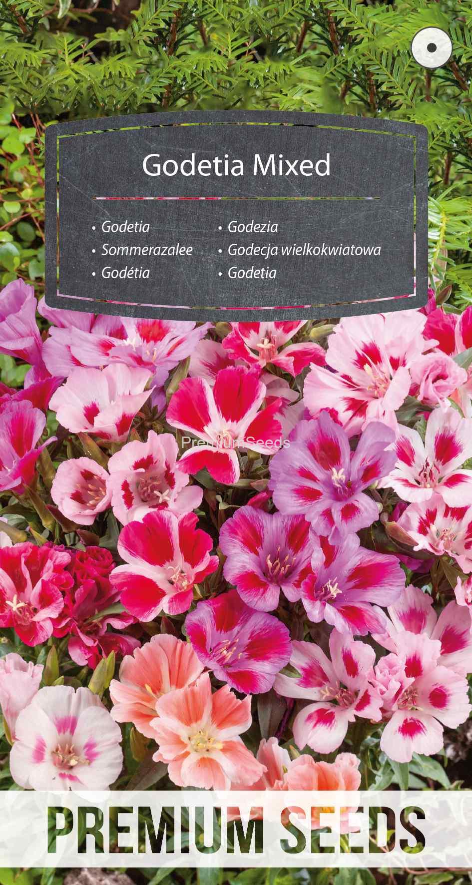 WORLD N 152 9046_VS Godecja wielkokwiatowa mix - nasiona