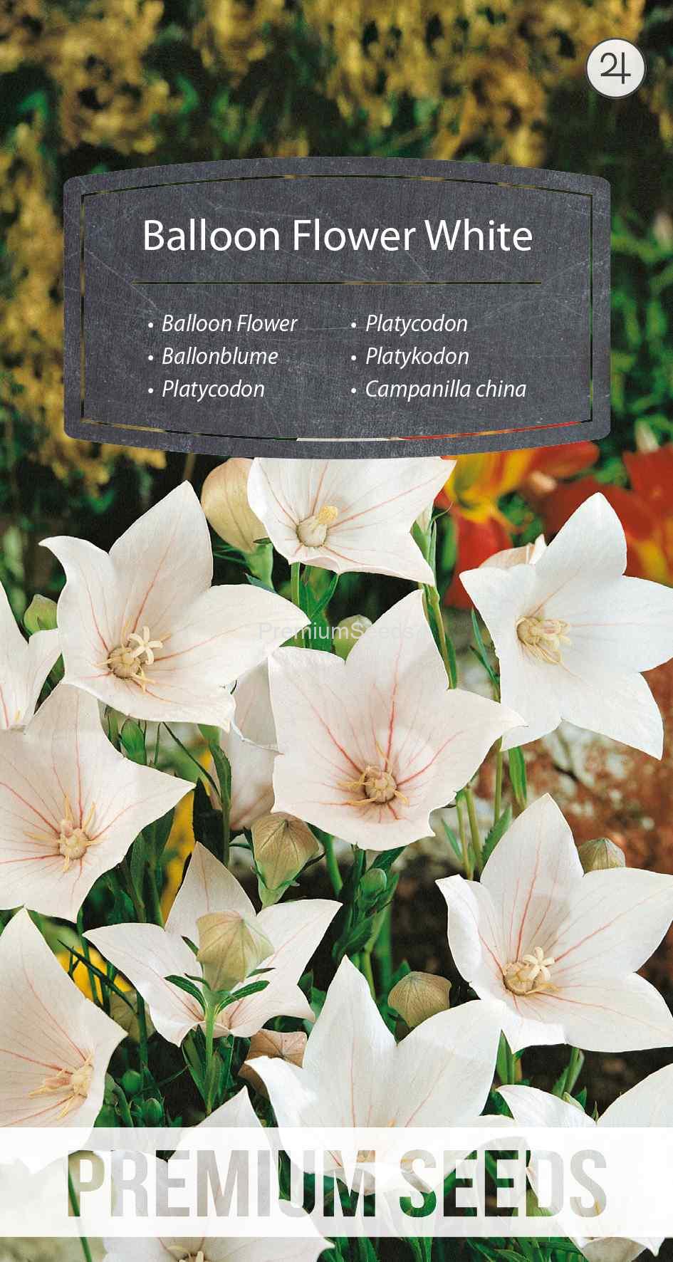 WORLD N 28 51 53_VS Platykodon biały - nasiona
