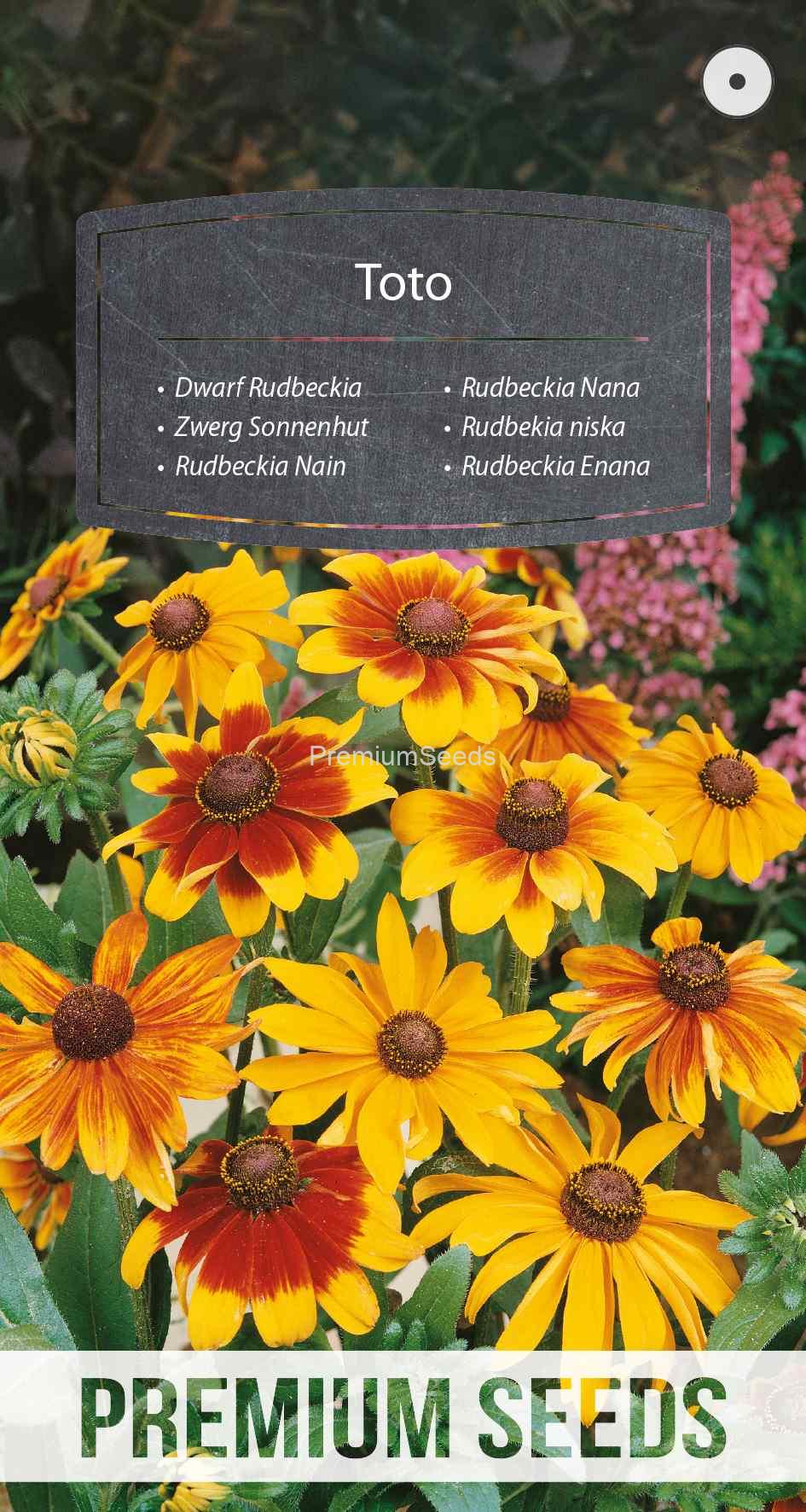 WORLD N 58 05 64_VS Rudbekia niska Toto mix - nasiona