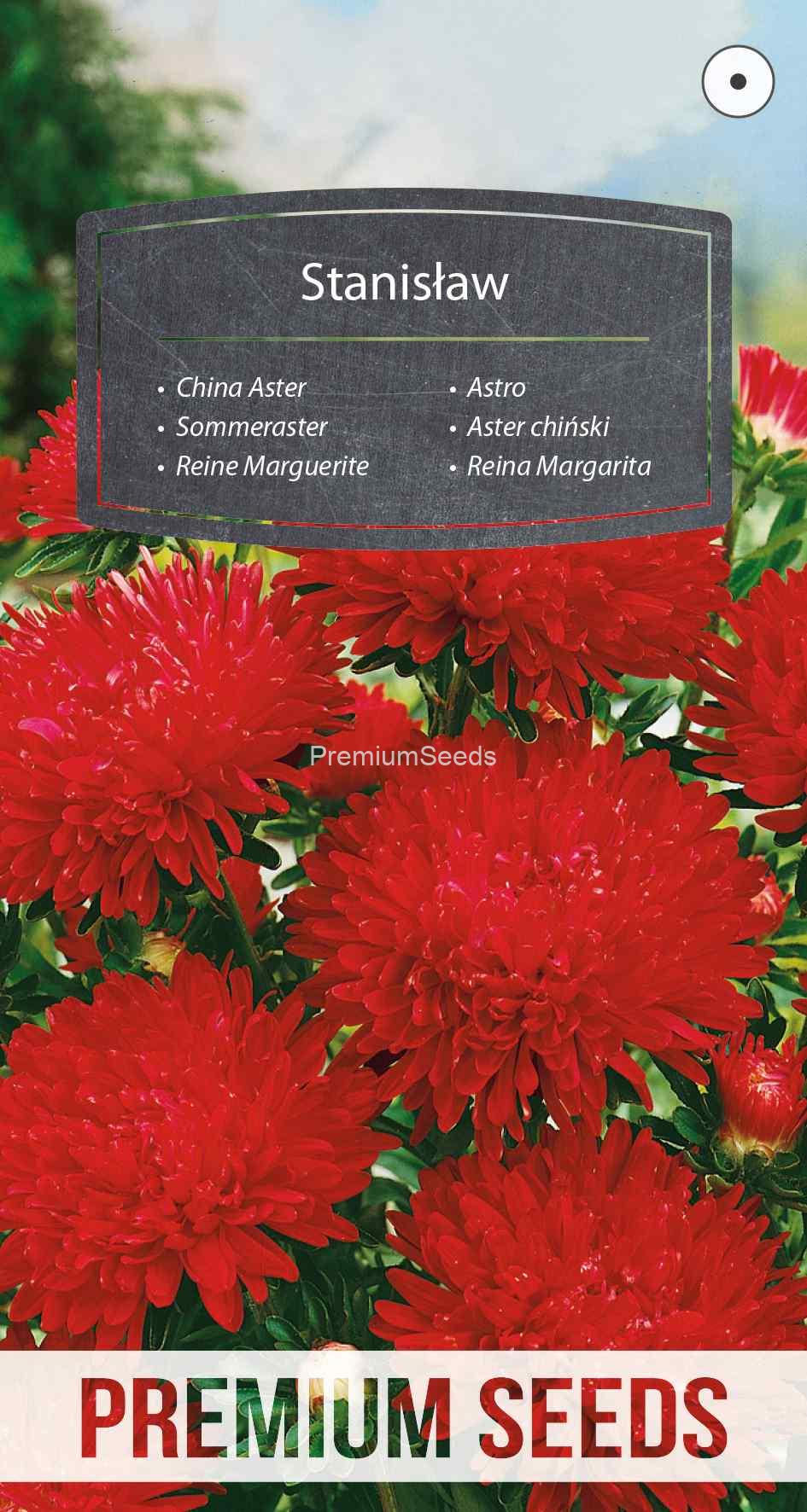 WORLD N 90 54 16_VS Aster peoniowy Stanisław - nasiona