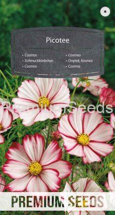 Cosmea Picotee - semi